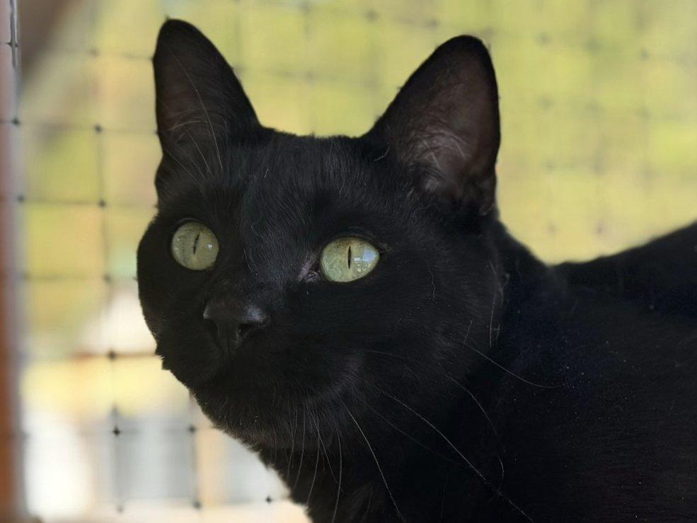 Beans, an adoptable Domestic Short Hair in Republic, WA, 99166 | Photo Image 2