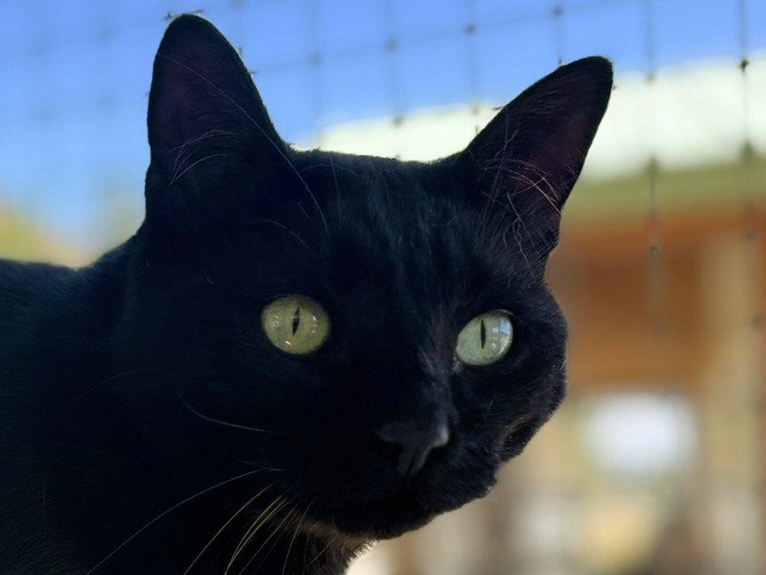 Beans, an adoptable Domestic Short Hair in Republic, WA, 99166 | Photo Image 1