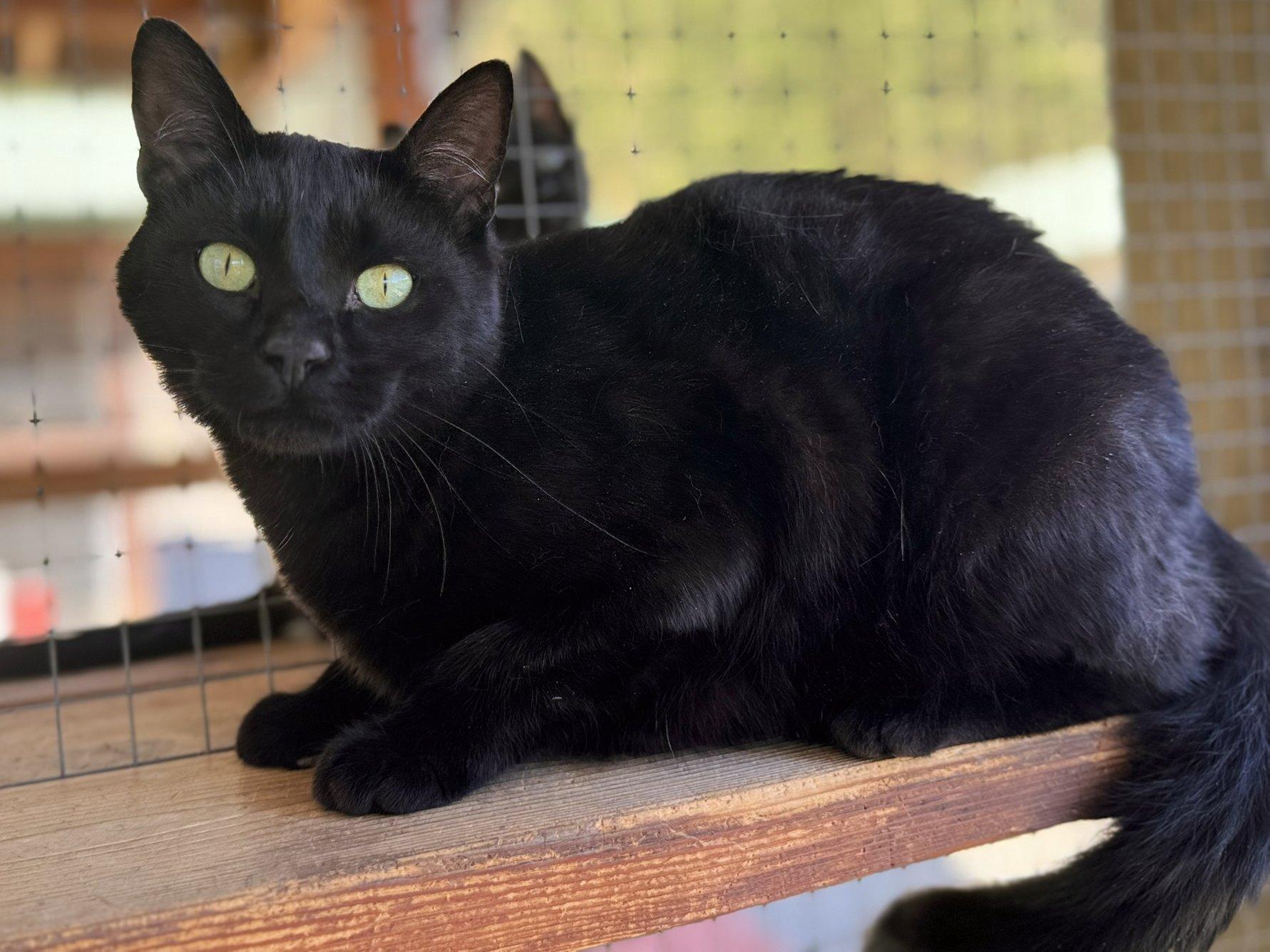 Beans, an adoptable Domestic Short Hair in Republic, WA, 99166 | Photo Image 4