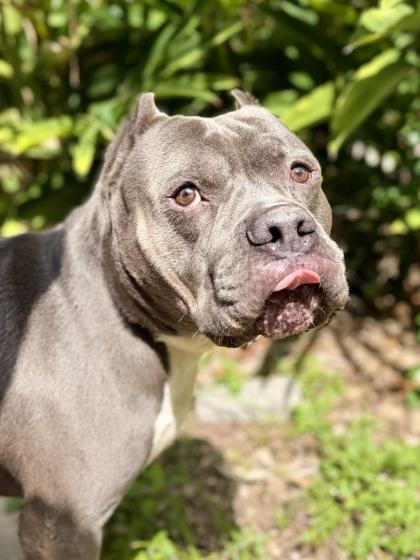 Enlarge King, a Adoptable mixed breed in New Orleans, LA image 1/1