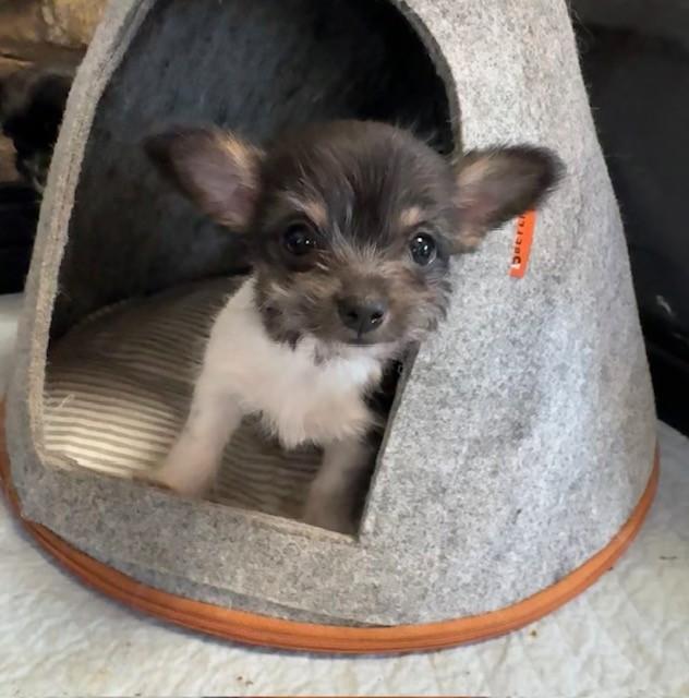 Blitzen, Adoptable, Puppy Female Chihuahua & Terrier.