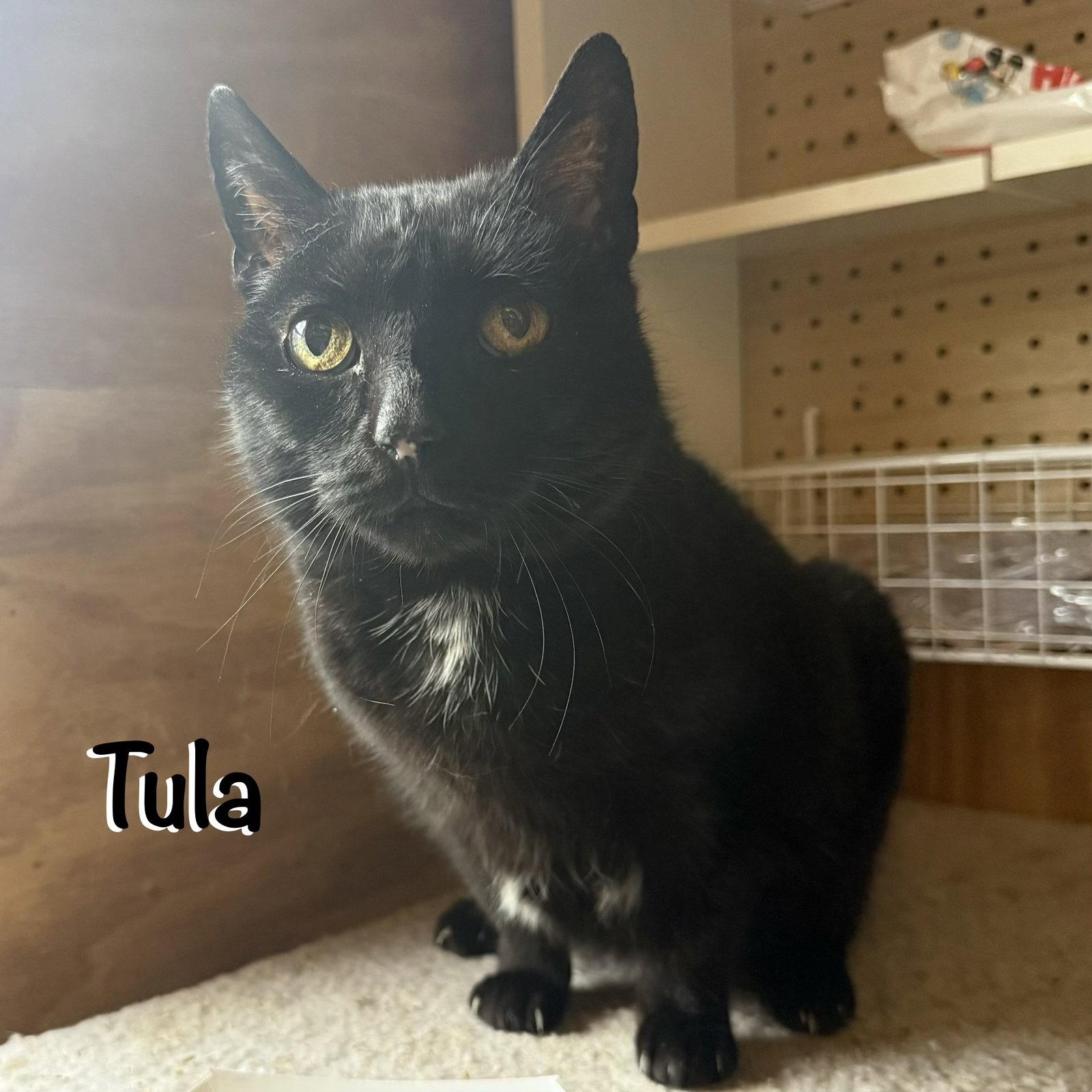 Tula, Adoptable, Senior Female Domestic Short Hair.