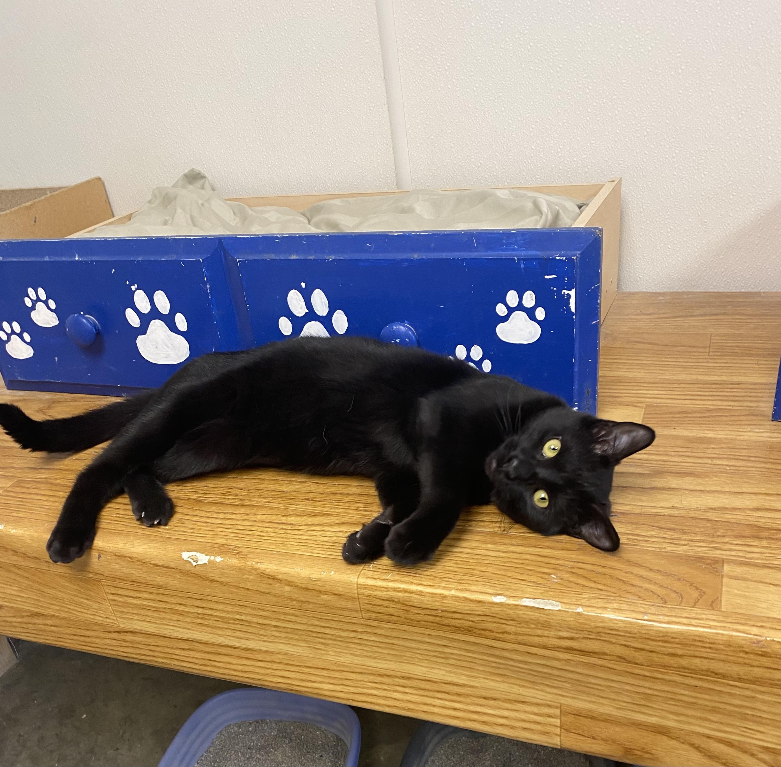 Clementine, adopted, Young Female Domestic Short Hair.