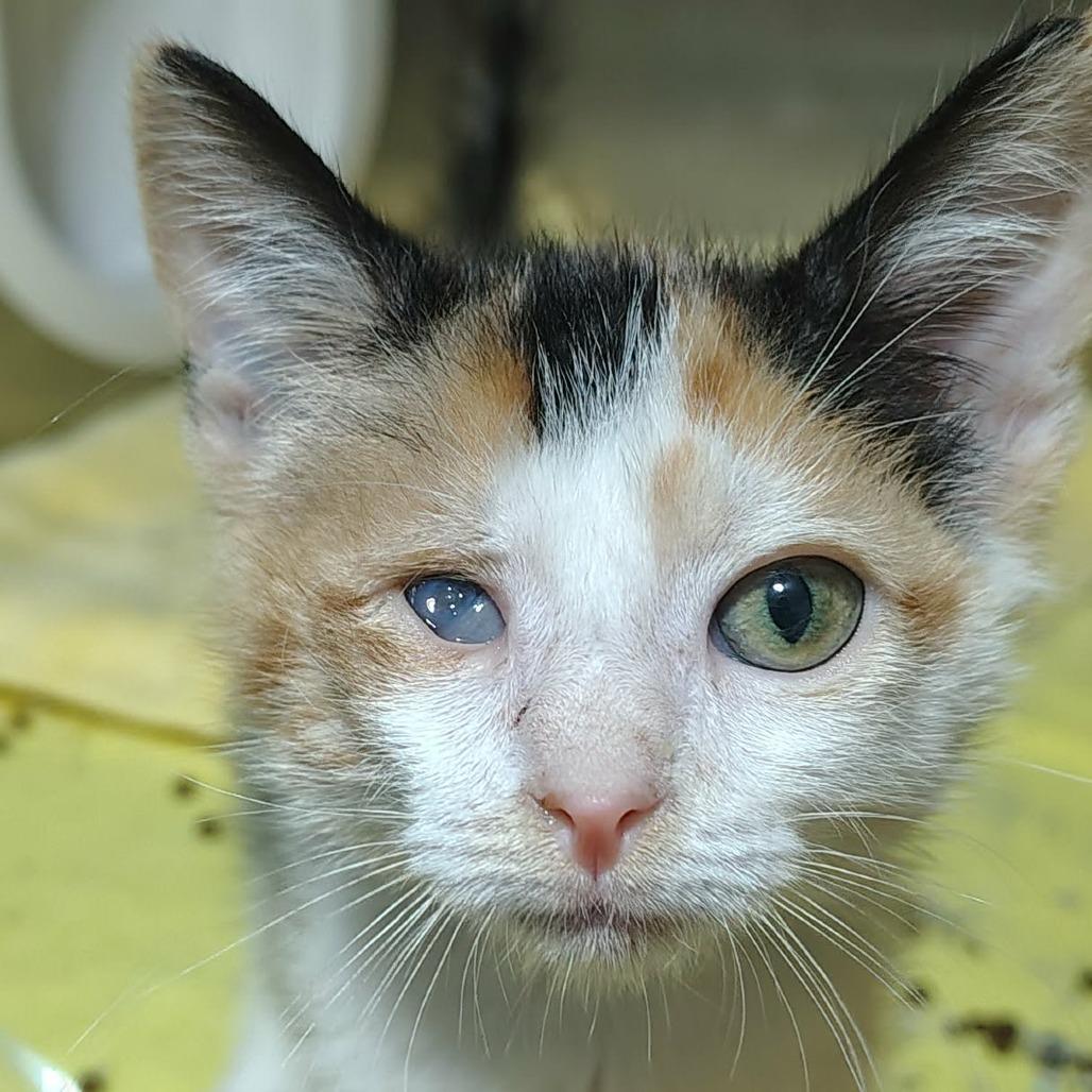 Dolly, Adoptable, Kitten Female Domestic Short Hair.