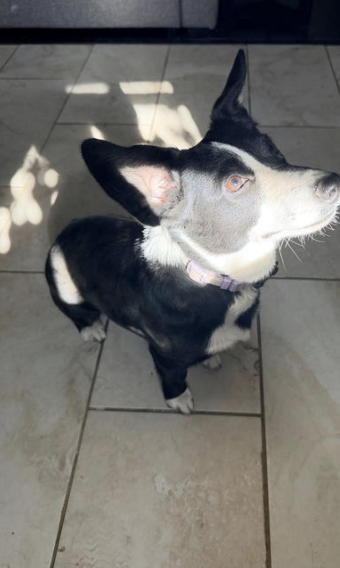 Enlarge Daisy, a Adoptable mixed breed in Broken Arrow, OK image 2/2