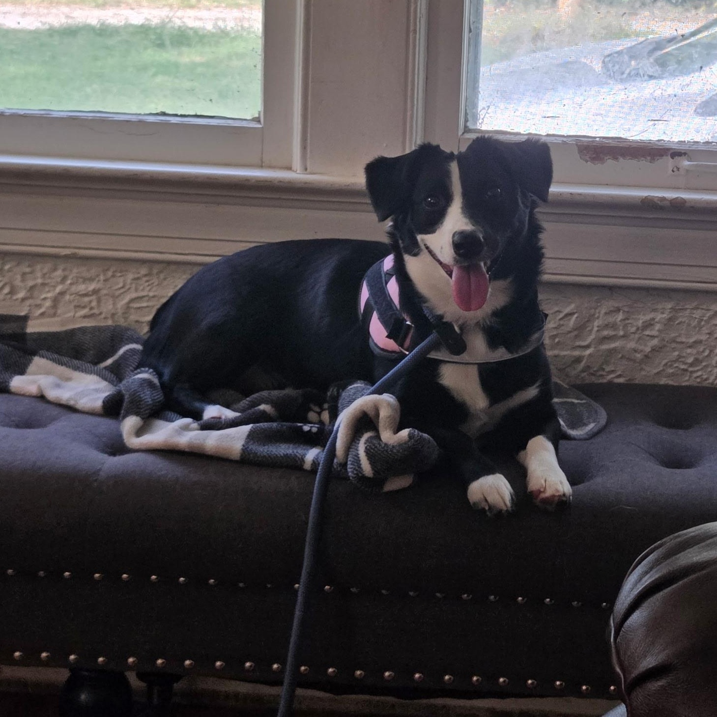 Enlarge Daisy, a Adoptable mixed breed in Broken Arrow, OK image 1/2