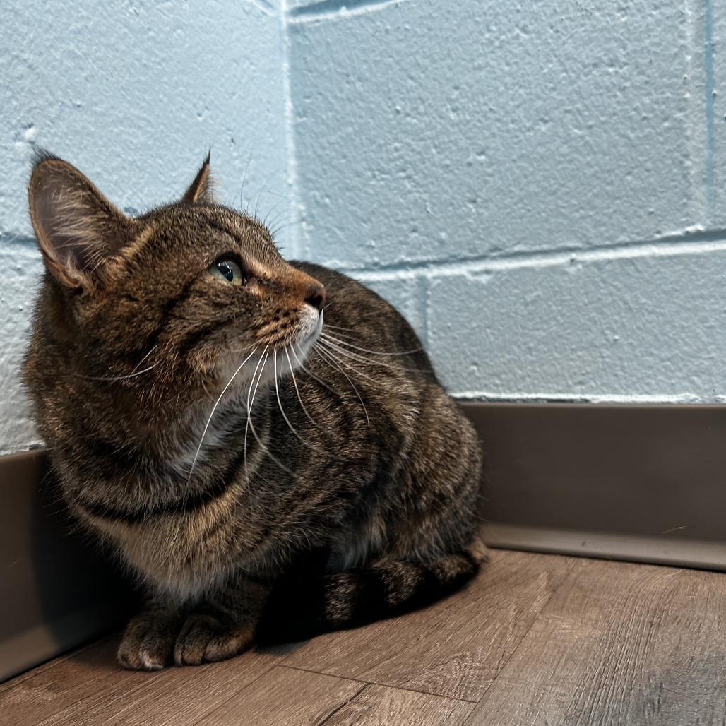Enlarge Cherry, a Adoptable Domestic Short Hair in Chesapeake, VA image 1/3