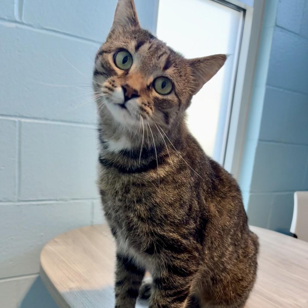 Enlarge Cherry, a Adoptable Domestic Short Hair in Chesapeake, VA image 2/3