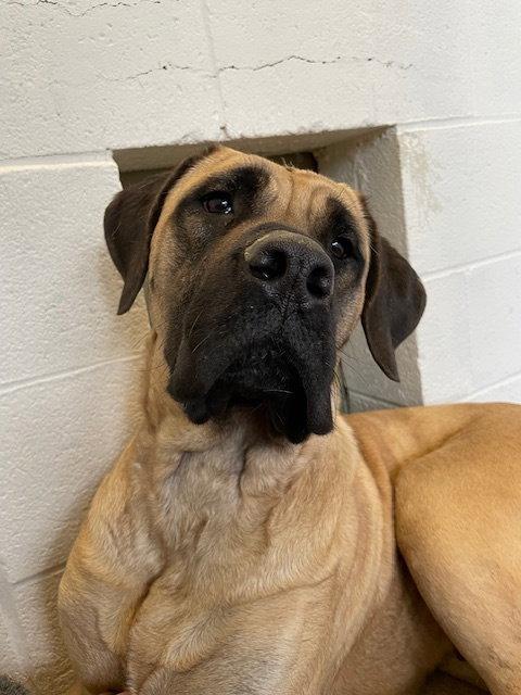 Enlarge Daisy, a Adopted Mastiff in Chambersburg, PA image 1/1