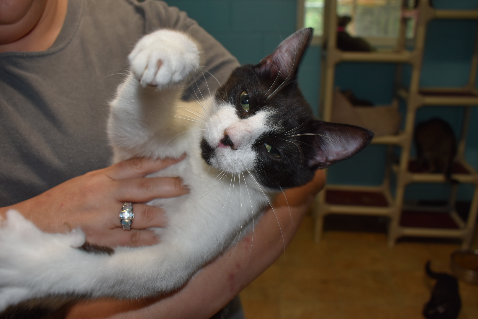 Panda, a Adoptable Domestic Short Hair in Milledgeville, GA image 1/5