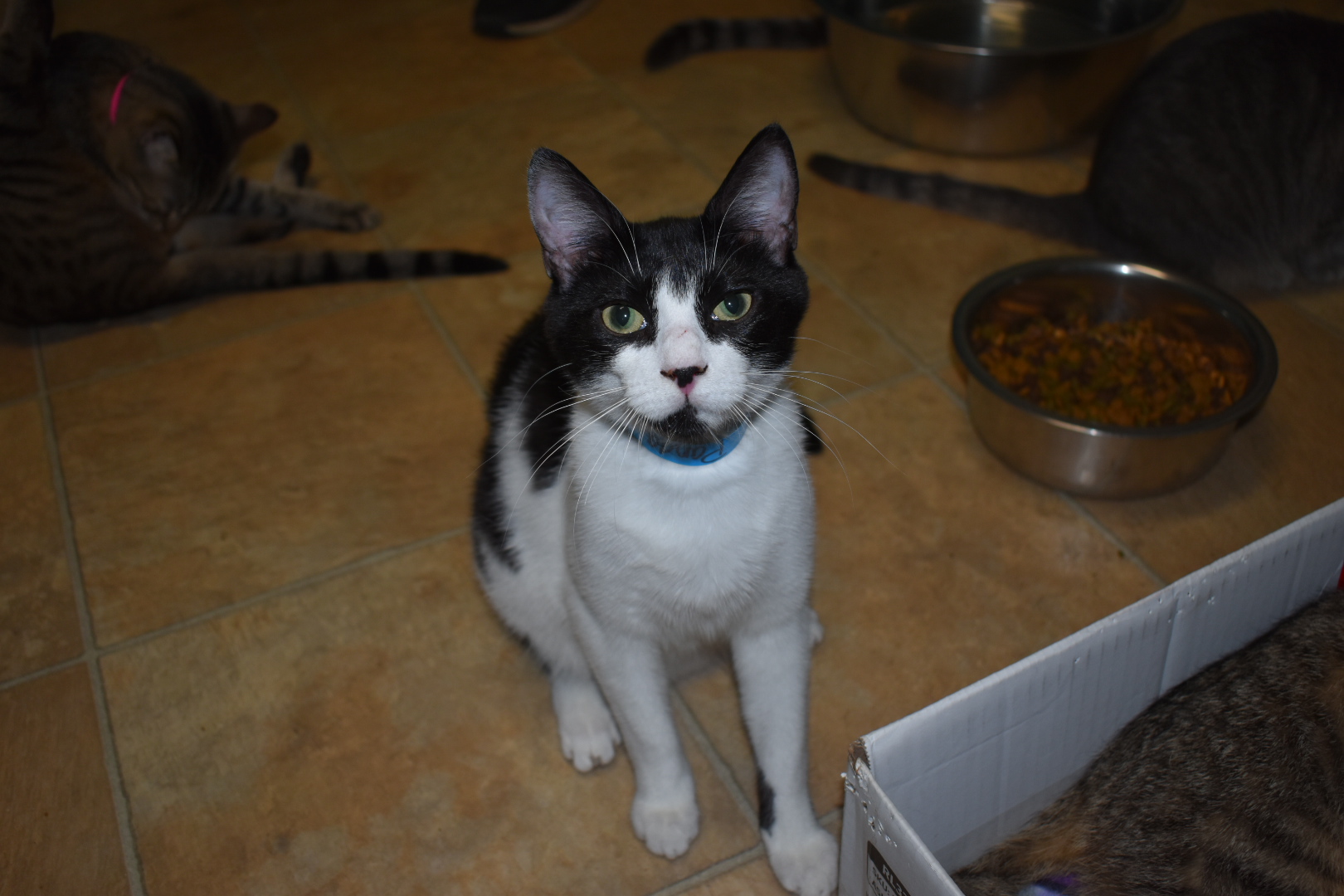 Panda, a Adoptable Domestic Short Hair in Milledgeville, GA image 2/5