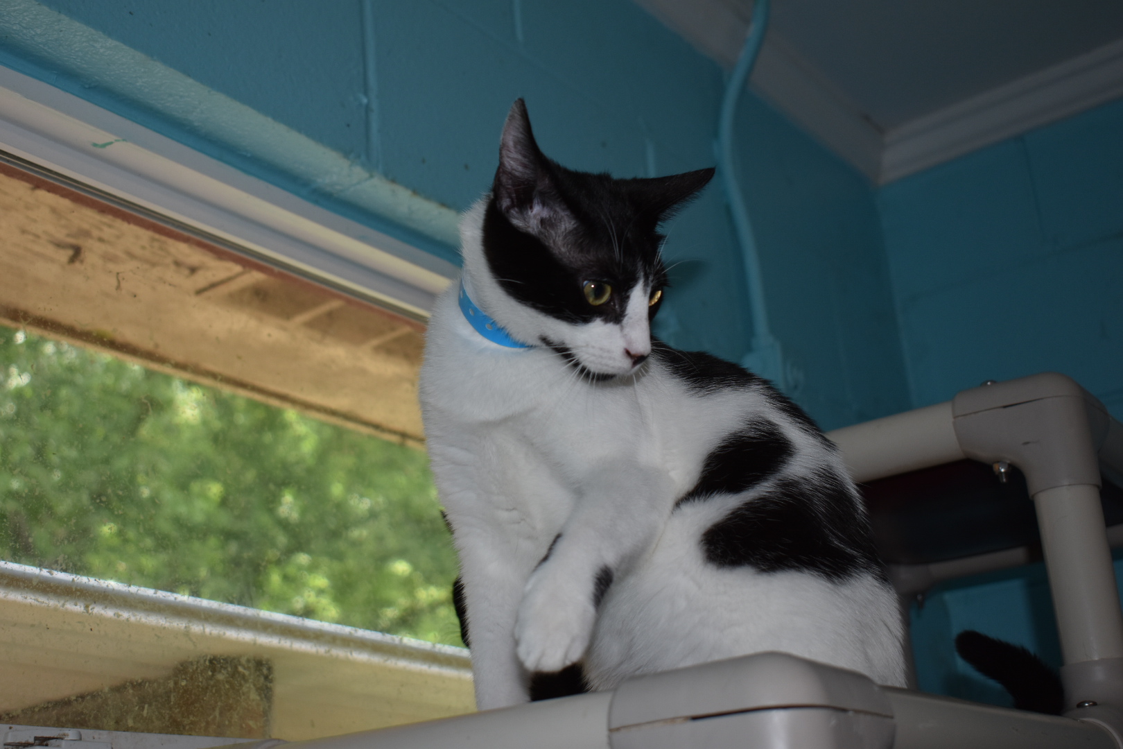 Panda, a Adoptable Domestic Short Hair in Milledgeville, GA image 3/5