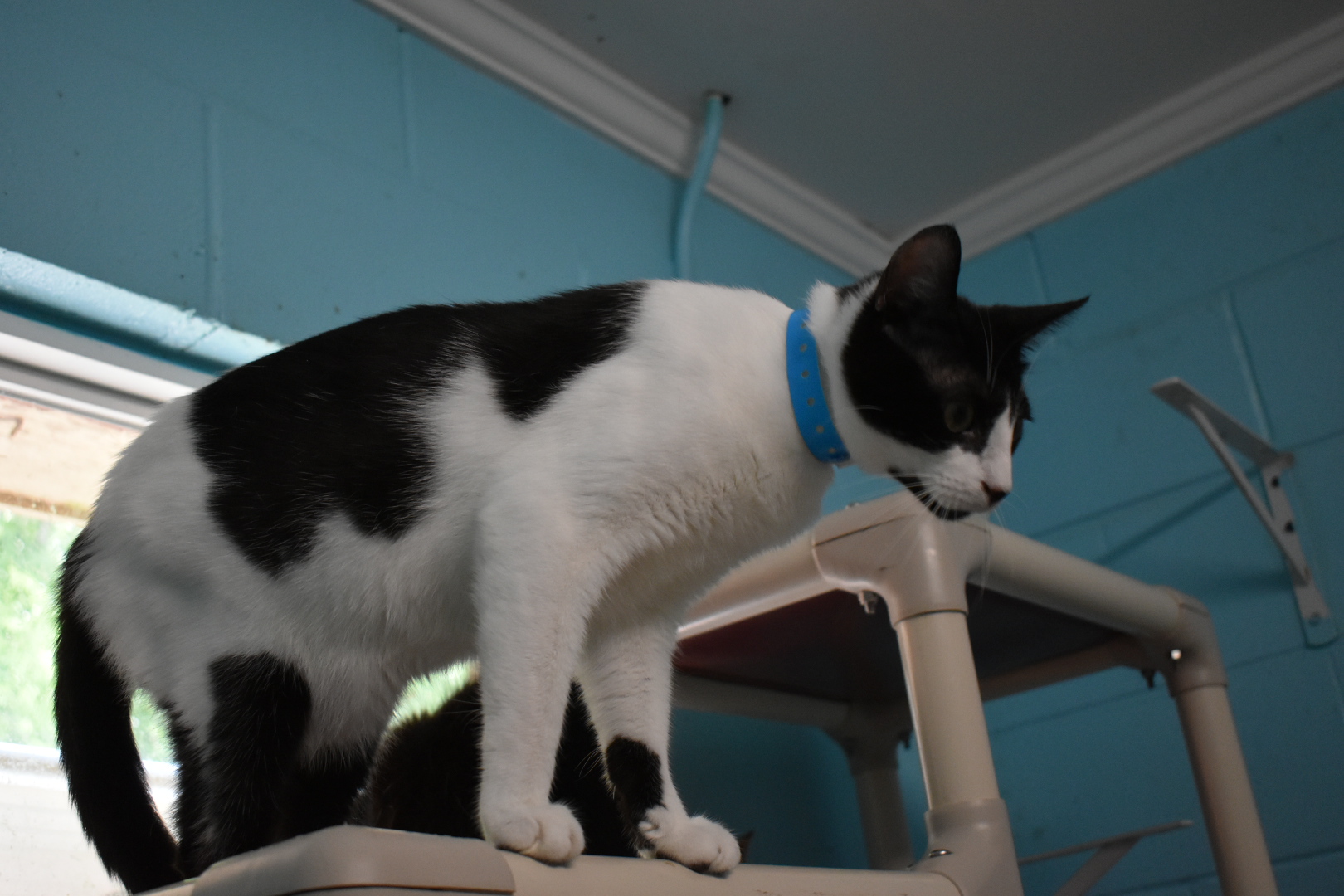 Panda, a Adoptable Domestic Short Hair in Milledgeville, GA image 4/5