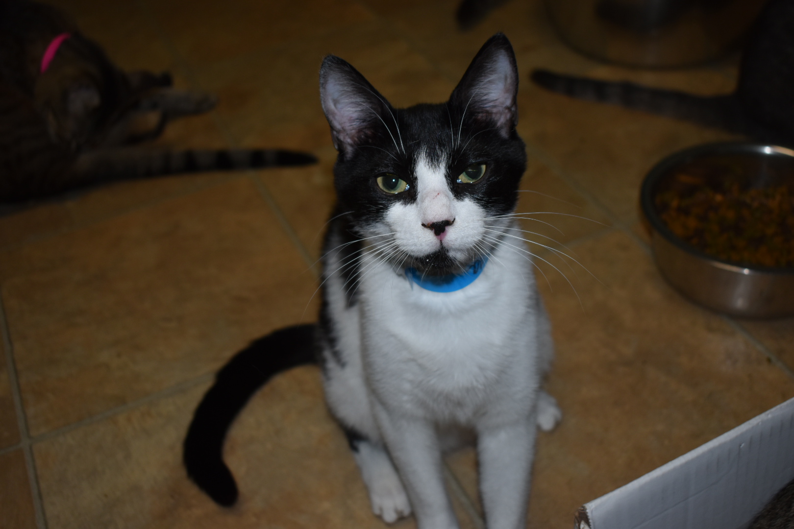 Panda, a Adoptable Domestic Short Hair in Milledgeville, GA image 5/5