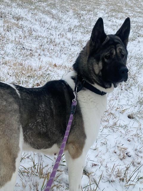 Enlarge THERESA, a Adoptable Akita in Westminster, MD image 1/1