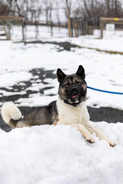 THERESA, Adoptable, Adult Female Akita.