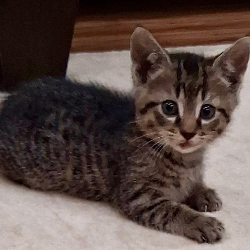 Lucky, a ADOPTABLE Domestic Short Hair in Gastonia, NC image 1/5