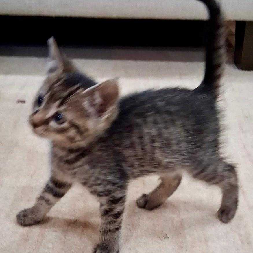 Lucky, a ADOPTABLE Domestic Short Hair in Gastonia, NC image 5/5