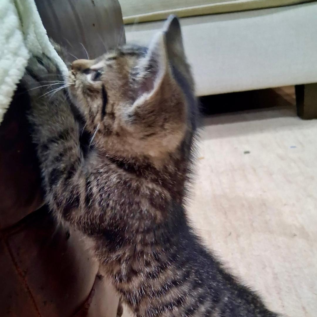 Lucky, a ADOPTABLE Domestic Short Hair in Gastonia, NC image 3/5