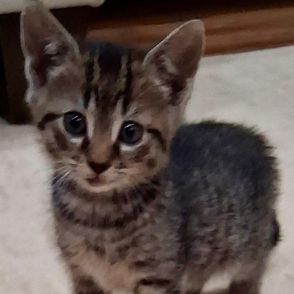 Lucky, a ADOPTABLE Domestic Short Hair in Gastonia, NC image 4/5
