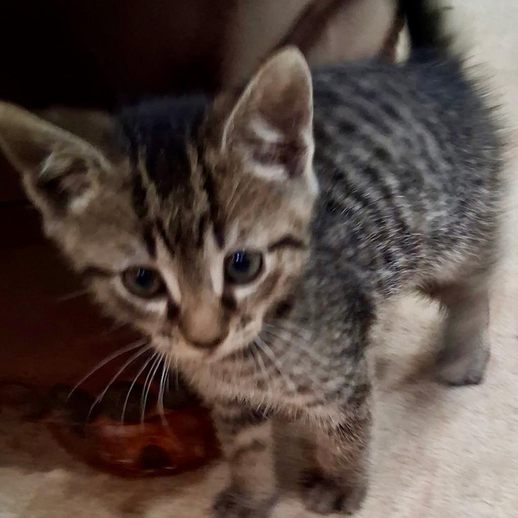 Lucky, a ADOPTABLE Domestic Short Hair in Gastonia, NC image 2/5