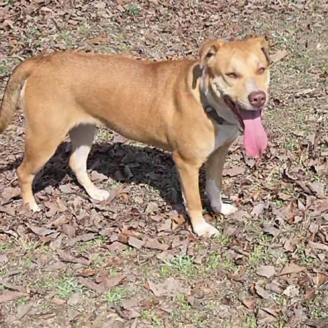Enlarge Pretty Girl, a Adoptable mixed breed in Harrisburg, PA image 4/5