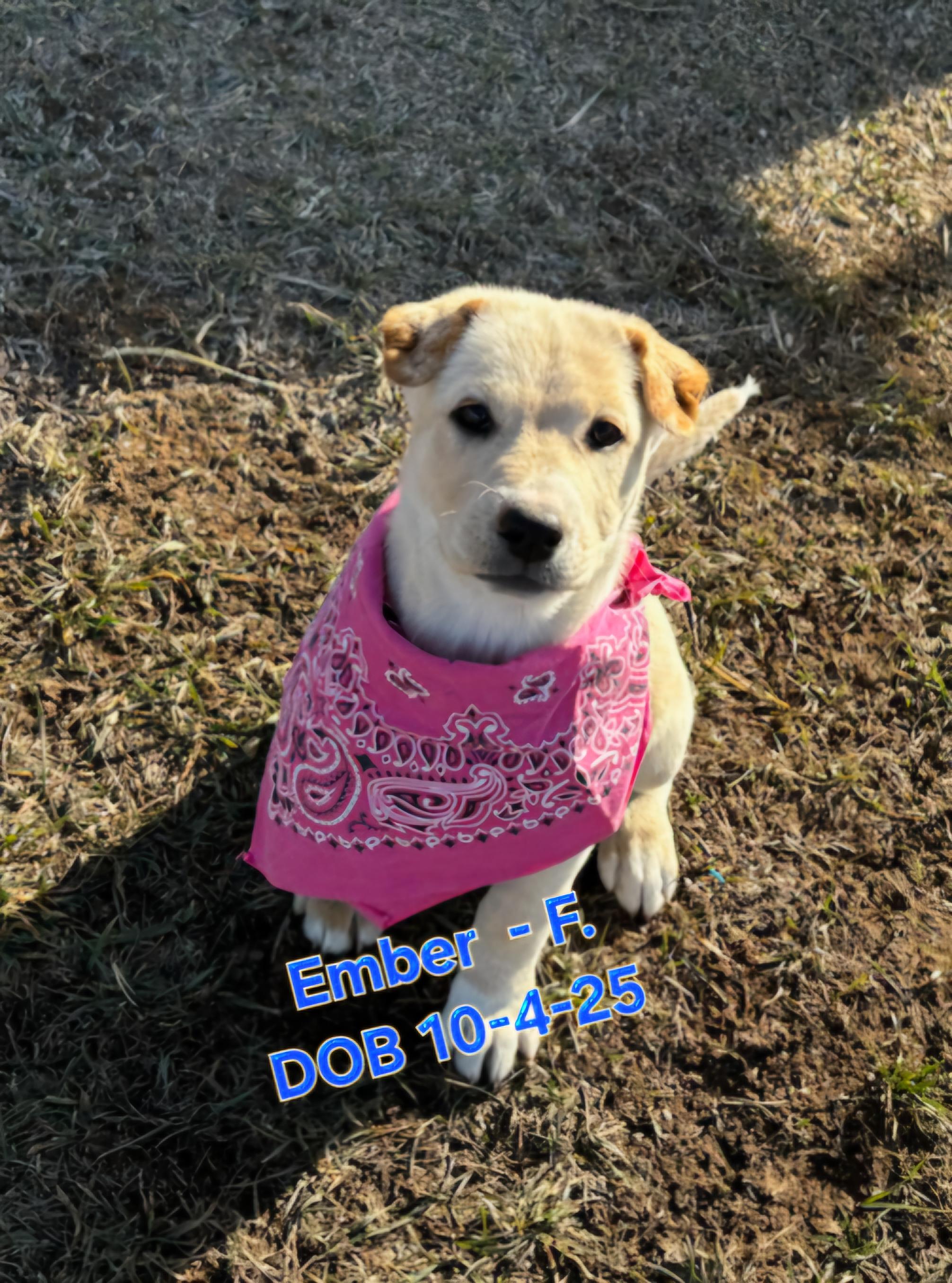 Enlarge Ember R, a Adoptable mixed breed in Nucla, CO image 1/1