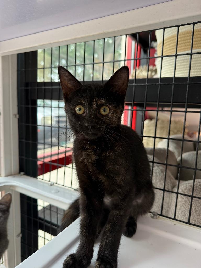 Akela, Adoptable, Kitten Female Domestic Short Hair.