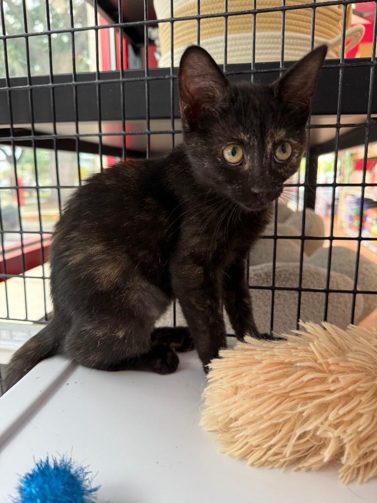 Enlarge Akela, a Adoptable mixed breed in Orlando, FL image 2/4
