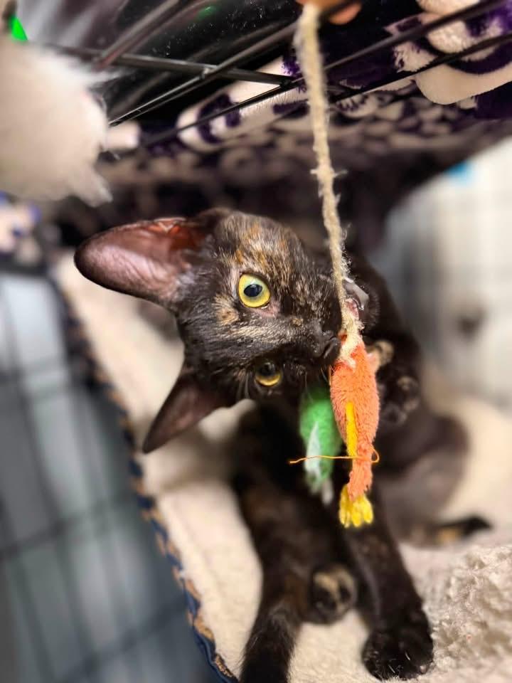 Akela, Adoptable, Kitten Female Domestic Short Hair.
