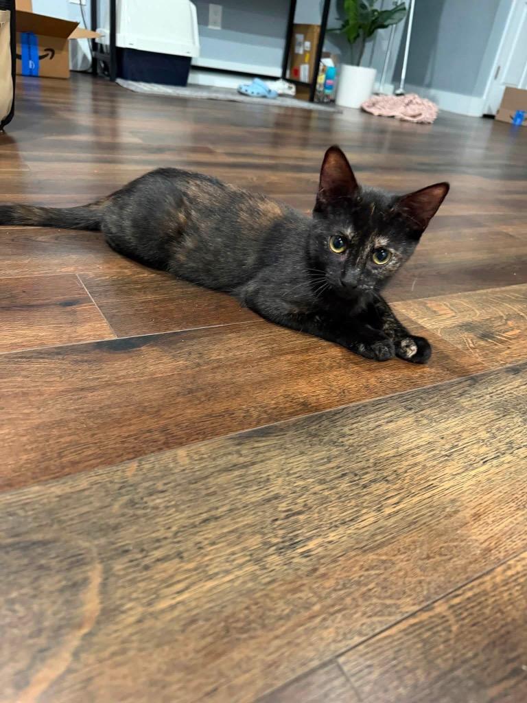 Akela, a Adoptable mixed breed in Orlando, FL image 2/4