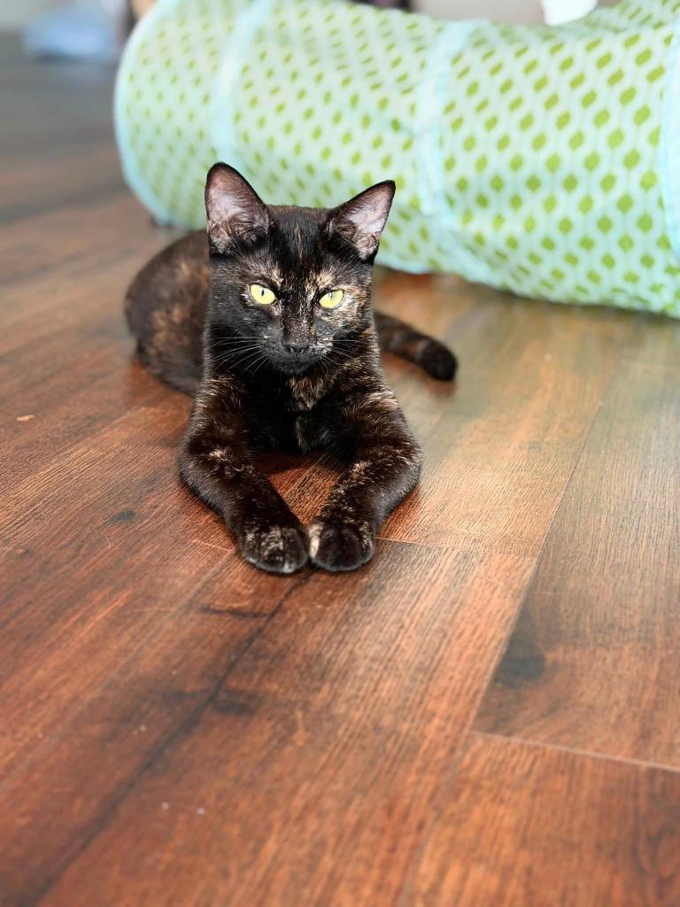 Akela, a Adoptable mixed breed in Orlando, FL image 2/4