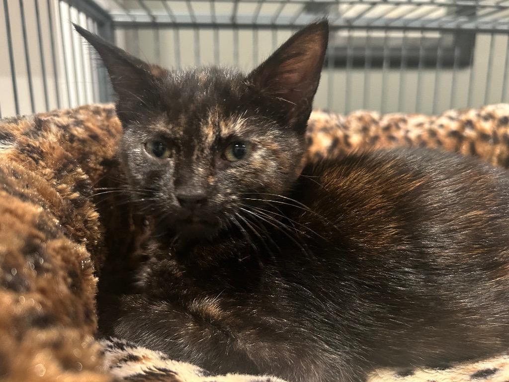 Enlarge Akela, a Adoptable mixed breed in Orlando, FL image 3/4