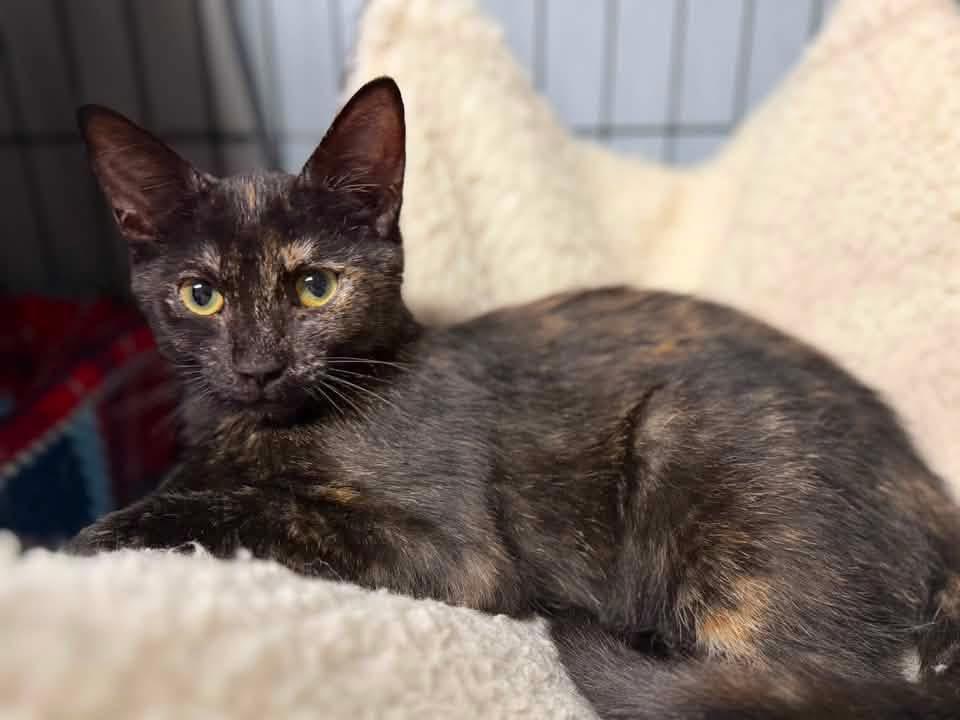 Akela, a Adoptable mixed breed in Orlando, FL image 4/4