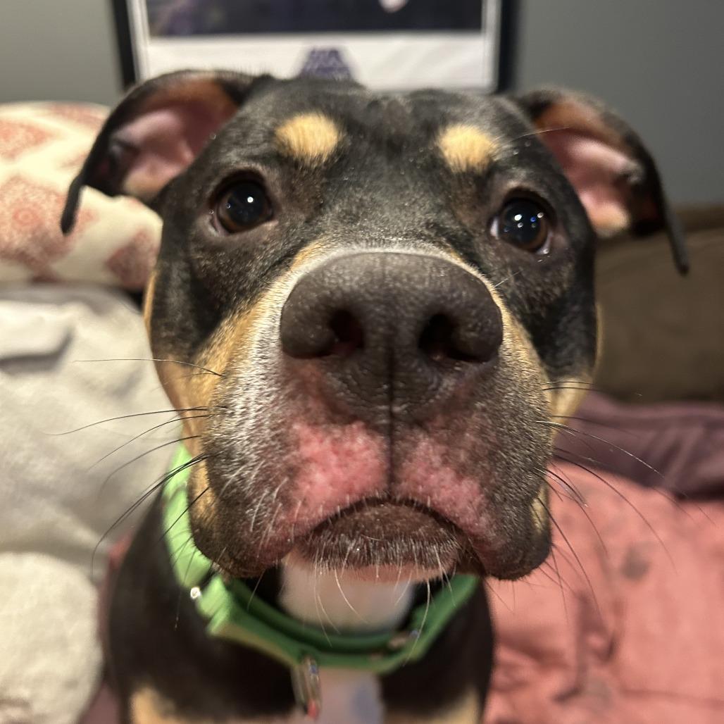 Willow, Adoptable, Adult Female Mixed Breed.