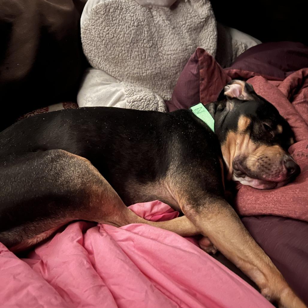 Enlarge Willow, a Adoptable Mixed Breed in Charlton, NY image 2/6