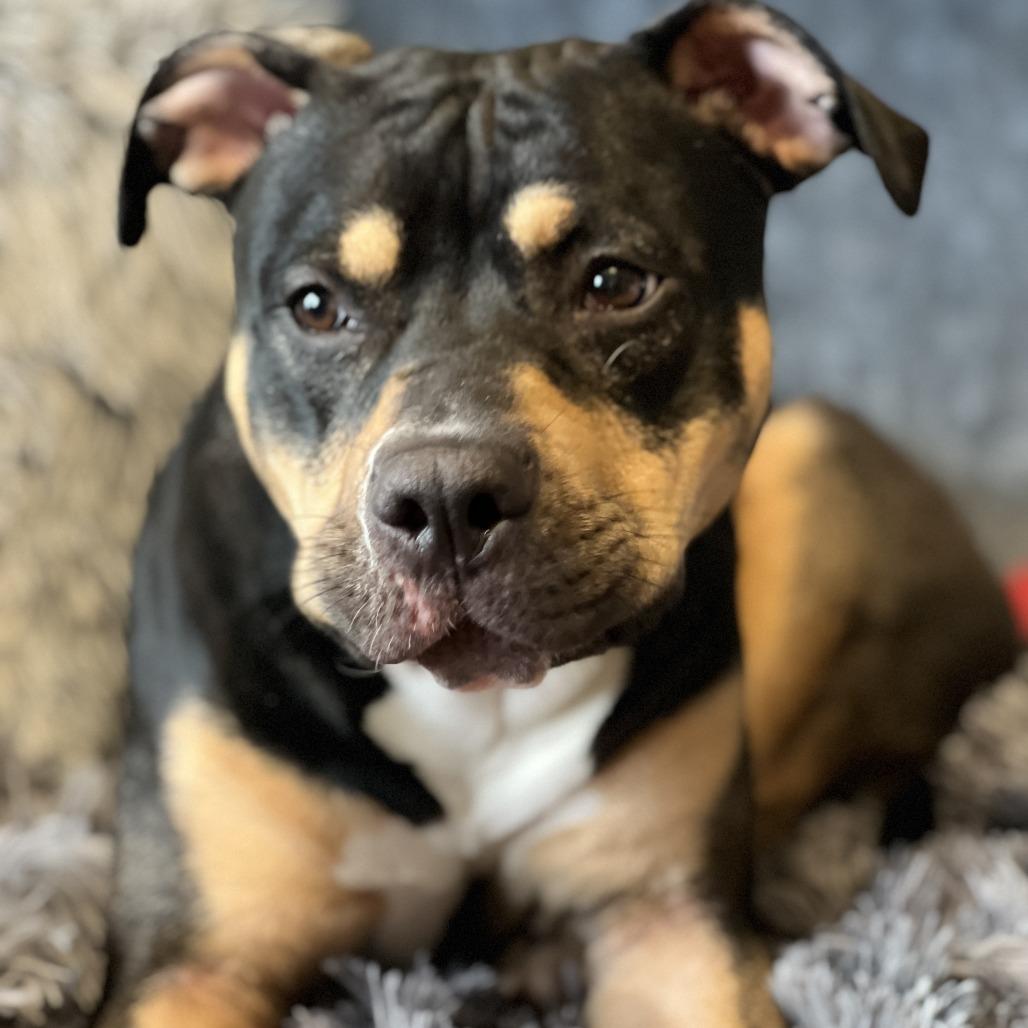 Enlarge Willow, a Adoptable Mixed Breed in Charlton, NY image 4/6