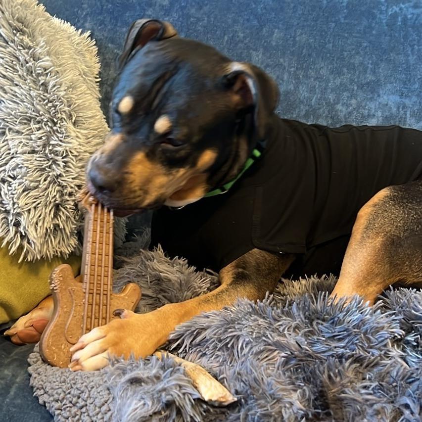 Enlarge Willow, a Adoptable Mixed Breed in Charlton, NY image 5/6