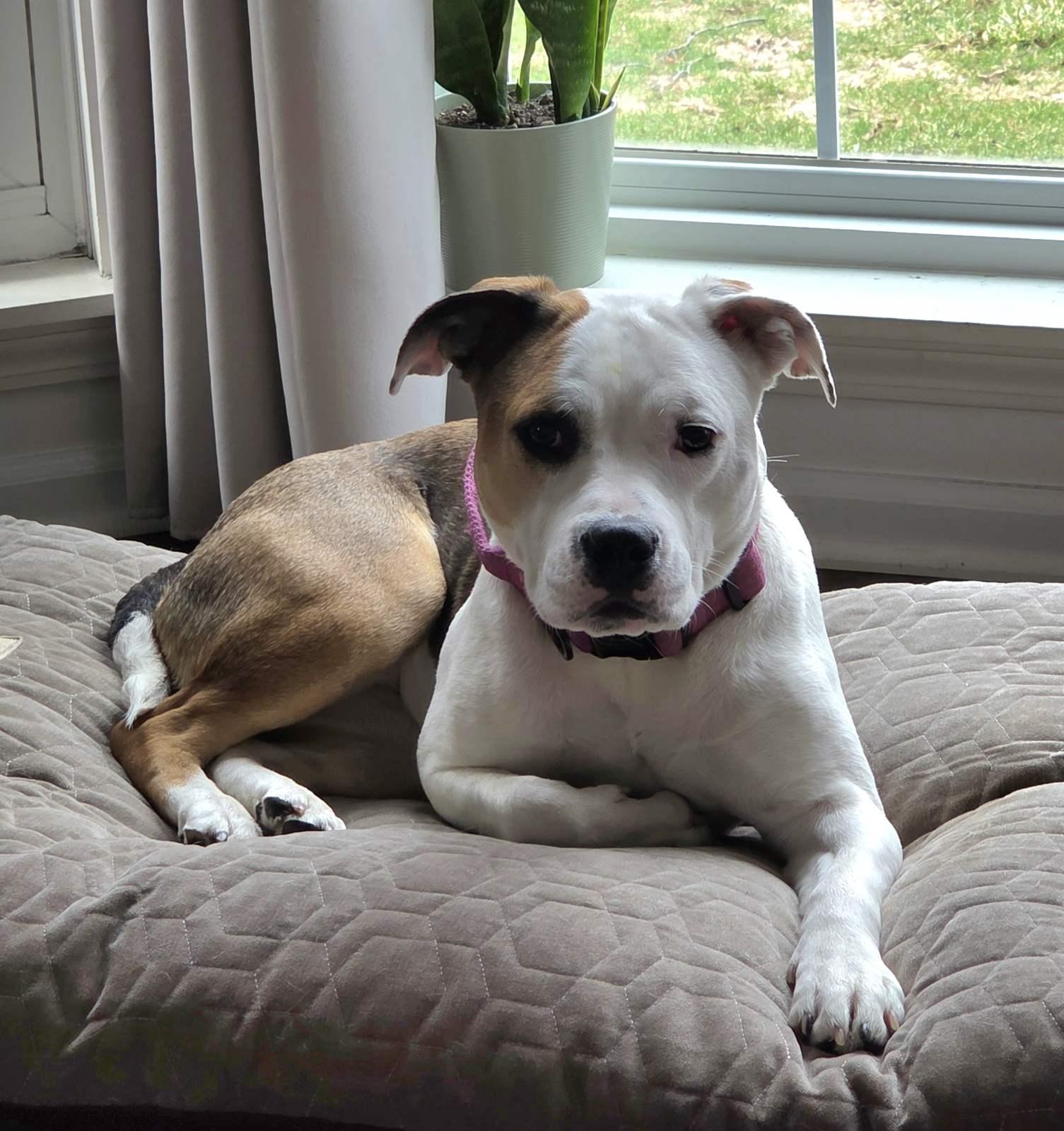 Enlarge Pearl, a ADOPTABLE mixed breed in Aurora, IL image 2/6