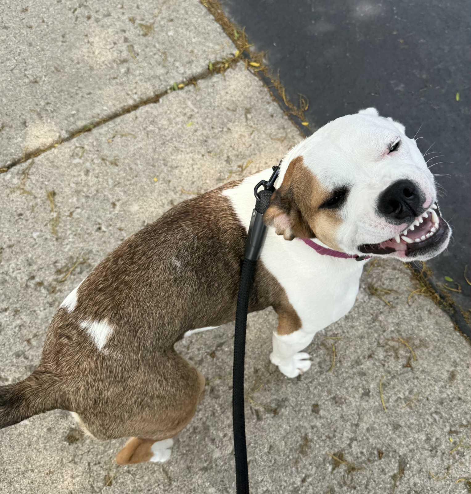 Enlarge Pearl, a ADOPTABLE mixed breed in Aurora, IL image 3/6