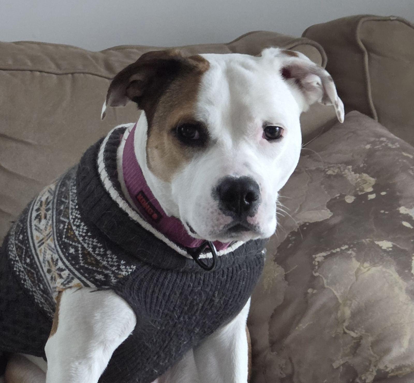 Enlarge Pearl, a ADOPTABLE mixed breed in Aurora, IL image 1/6