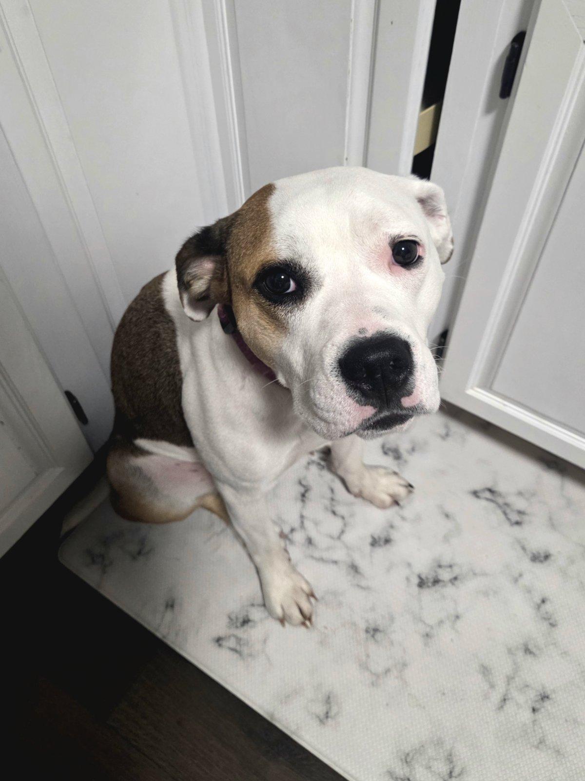 Enlarge Pearl, a ADOPTABLE mixed breed in Aurora, IL image 4/6