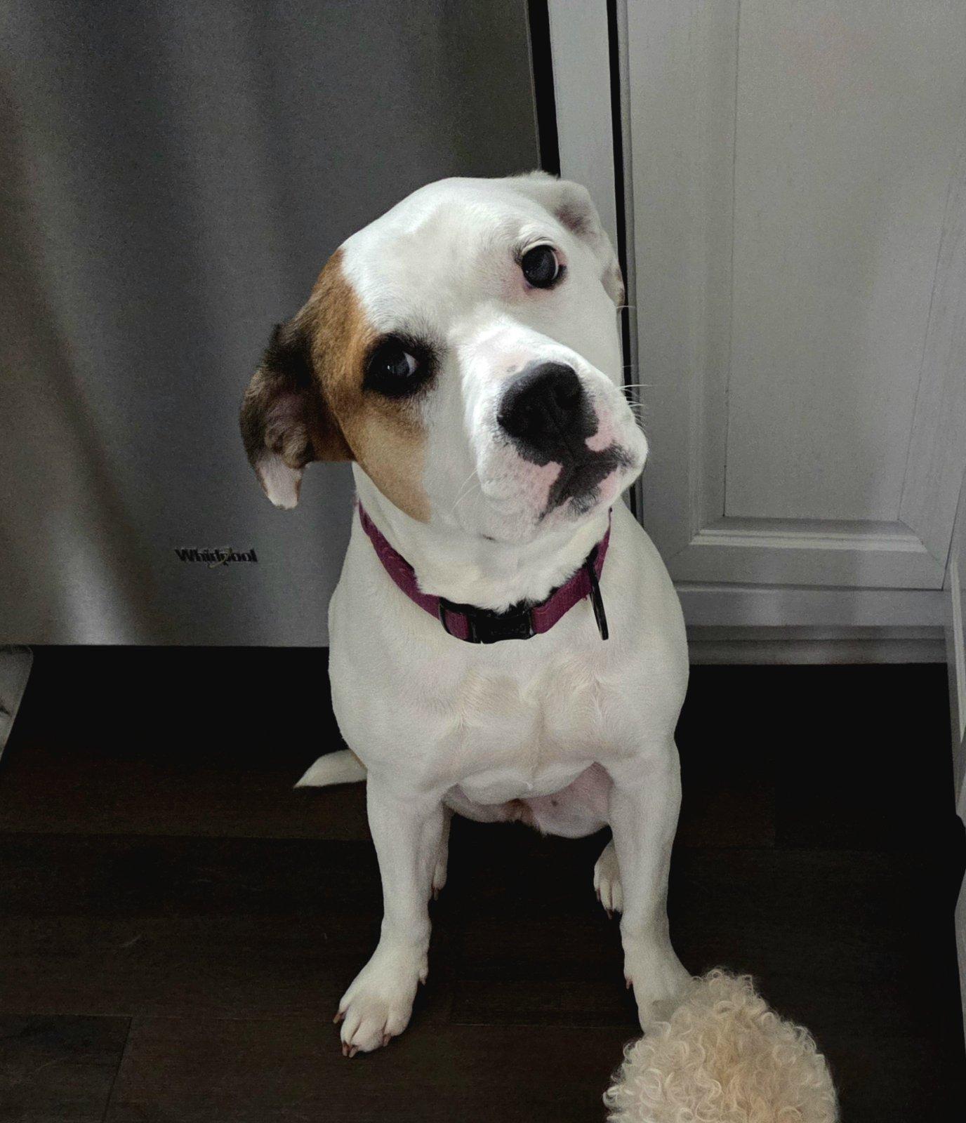 Enlarge Pearl, a ADOPTABLE mixed breed in Aurora, IL image 5/6