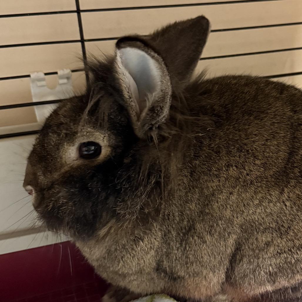 Finnegan, Adoptable, Adult Male Lionhead & Bunny Rabbit.