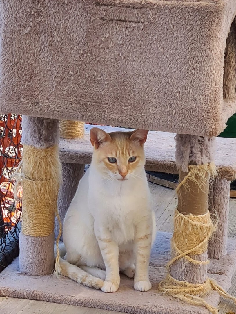 Buttercup, Young Male Domestic Short Hair