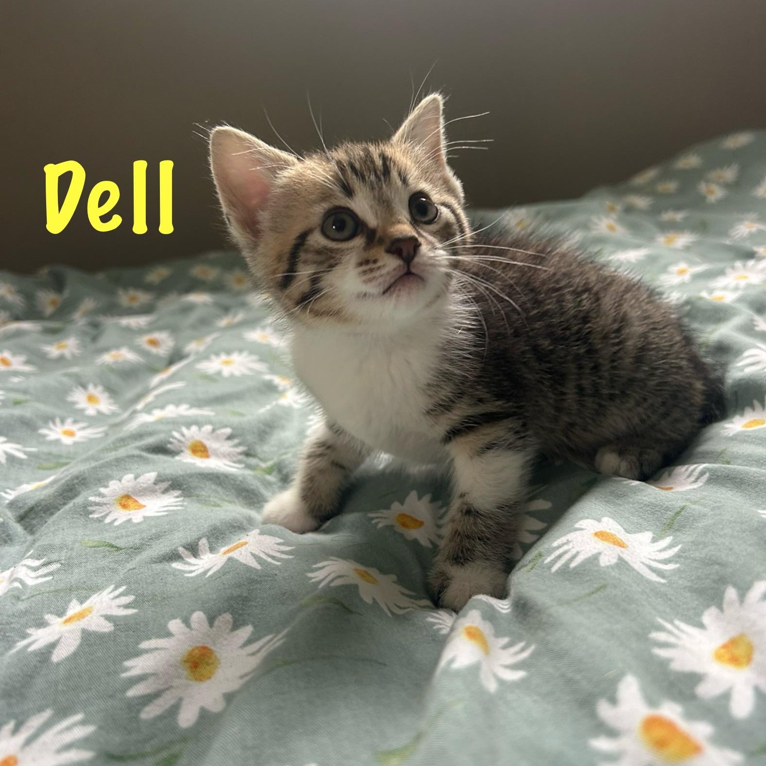 Dell, Baby Female Domestic Short Hair