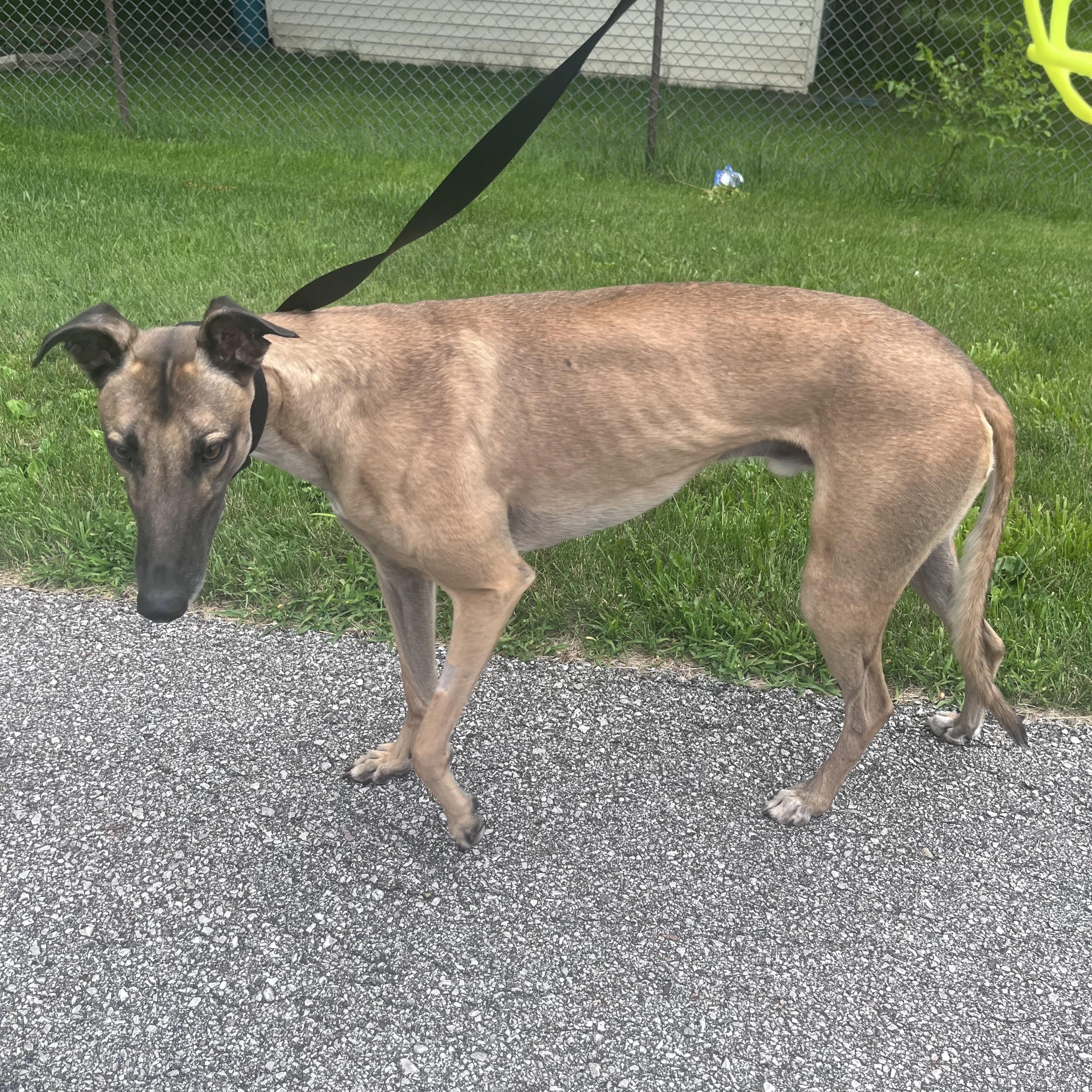 Turbo Mack, a ADOPTABLE Greyhound in Bondurant, IA image 3/3