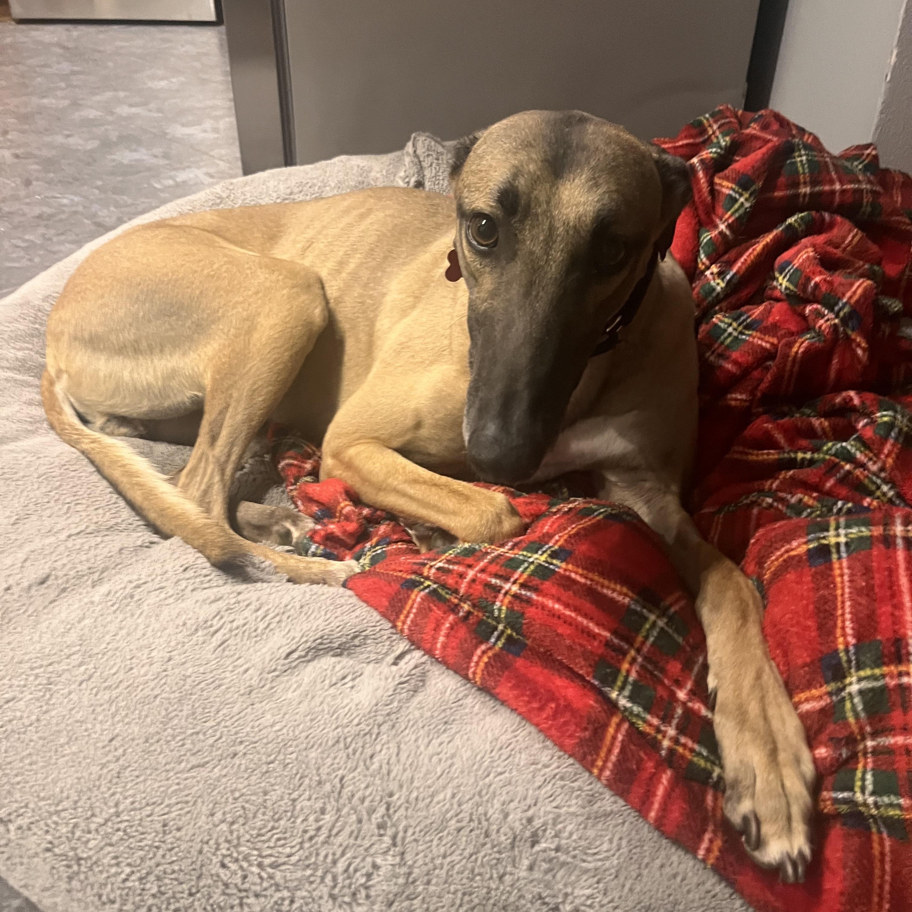 Turbo Mack, a ADOPTABLE Greyhound in Bondurant, IA image 1/3