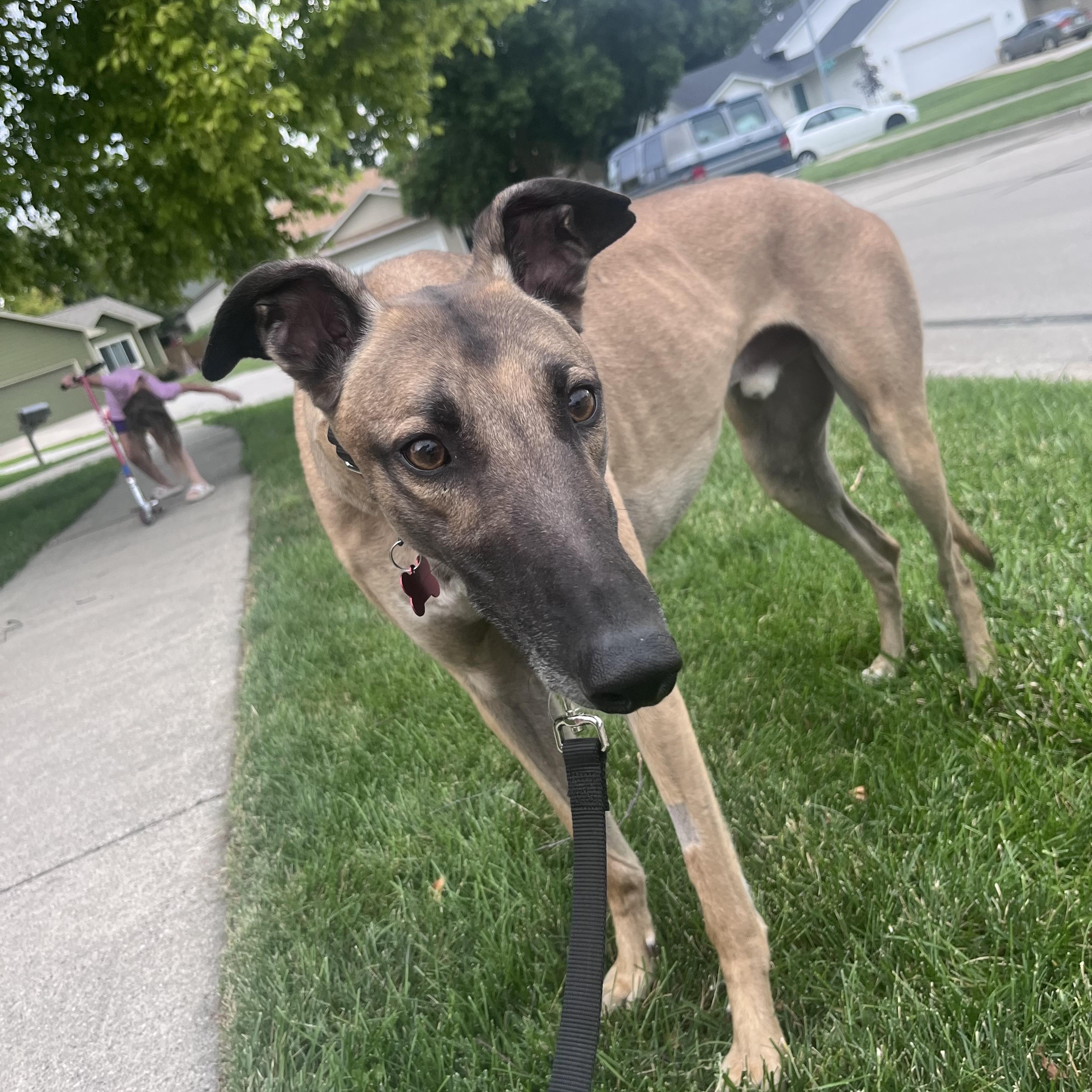 Turbo Mack, a ADOPTABLE Greyhound in Bondurant, IA image 2/3