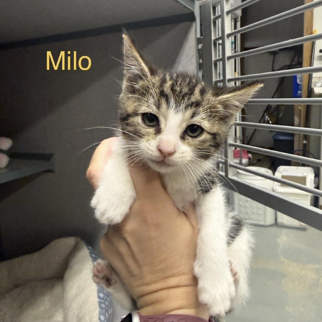 marmalade _2_3_4_5_6_7_8, a Adoptable American Shorthair in Collinsville , OK image 2/6